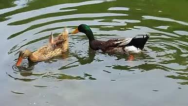 鸭子在池塘中戏水视频的预览图
